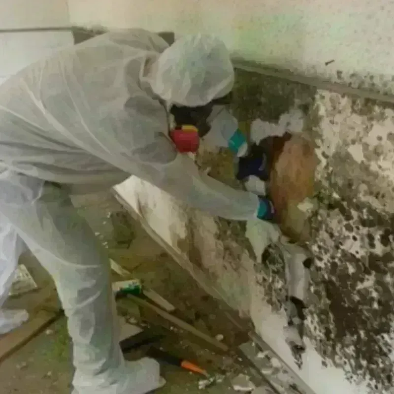 Mold Remediation and Removal in Gypsum, CO